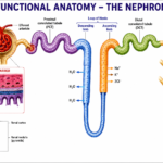 FUNCTIONAL ANATOMY – THE NEPHRON Ch# 37 Page # 693 (Ganong's Review of medical physiology 27th Edition)