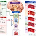 CHEMICAL CONTROL OF RESPIRATION- SUPERFAST SELF LEARNING SERIES -2 PAGE # 543 CH# 42 GUYTON PHYSIOLOGY 15TH EDITION.