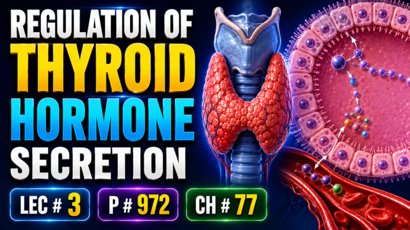 REGULATION OF THYROID HORMONE SECRETION – Lec# 3 P, # 972 Ch: # 77