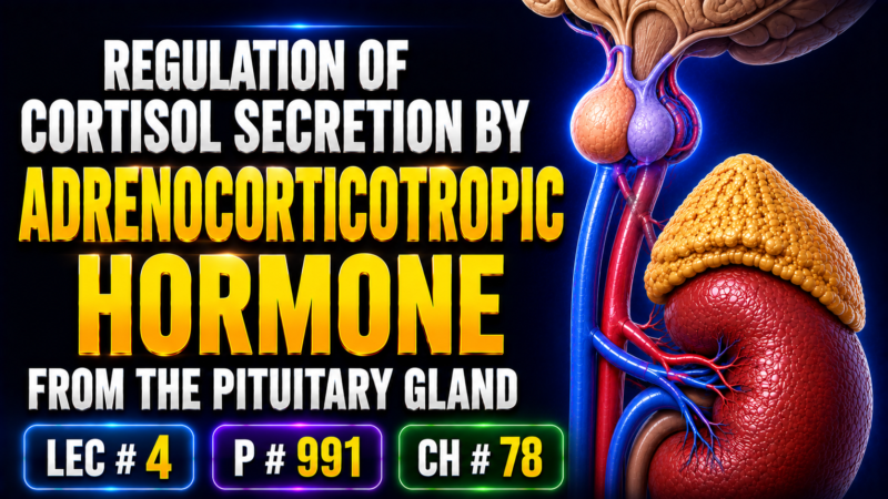 REGULATION OF CORTISOL SECRETION BY ADRENOCORTICOTROPIC HORMONE FROM THE PITUITARY GLAND – Lec # 4 P # 991 Ch # 78