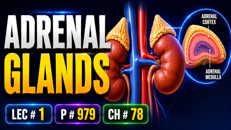 ADRENAL GLANDS – Lec # 1, P # 979, Ch:# 78