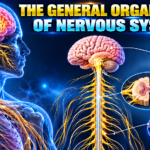 THE GENERAL ORGANIZATIOIN OF NERVOUS SYSTEM